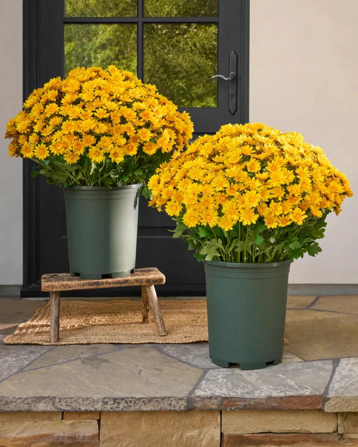 💥Last Day Each - Artificial Outdoor Sunset Mums Flowers -  Waterproof, Windproof